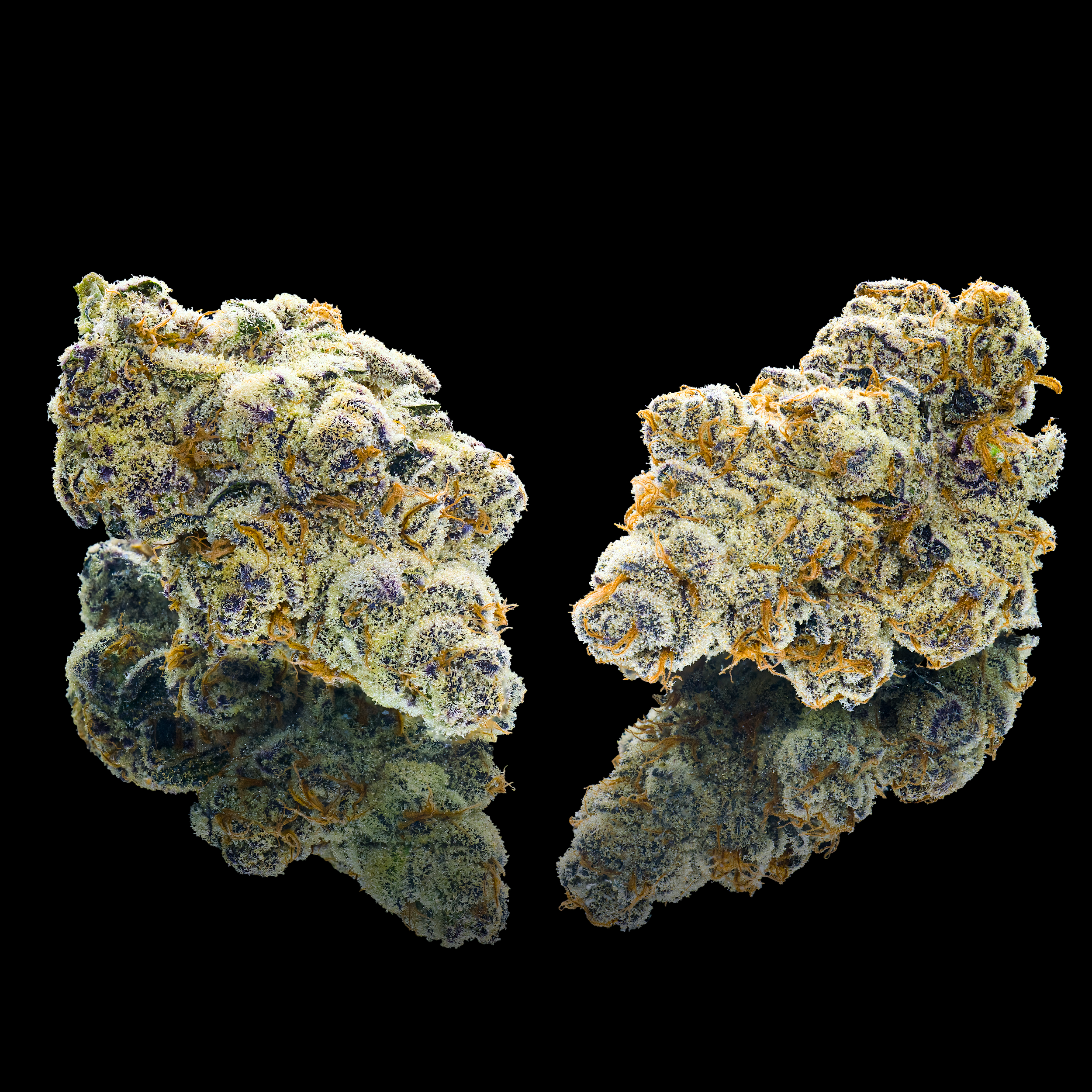 Flower | California Connoisseur Cannabis — Maven Genetics